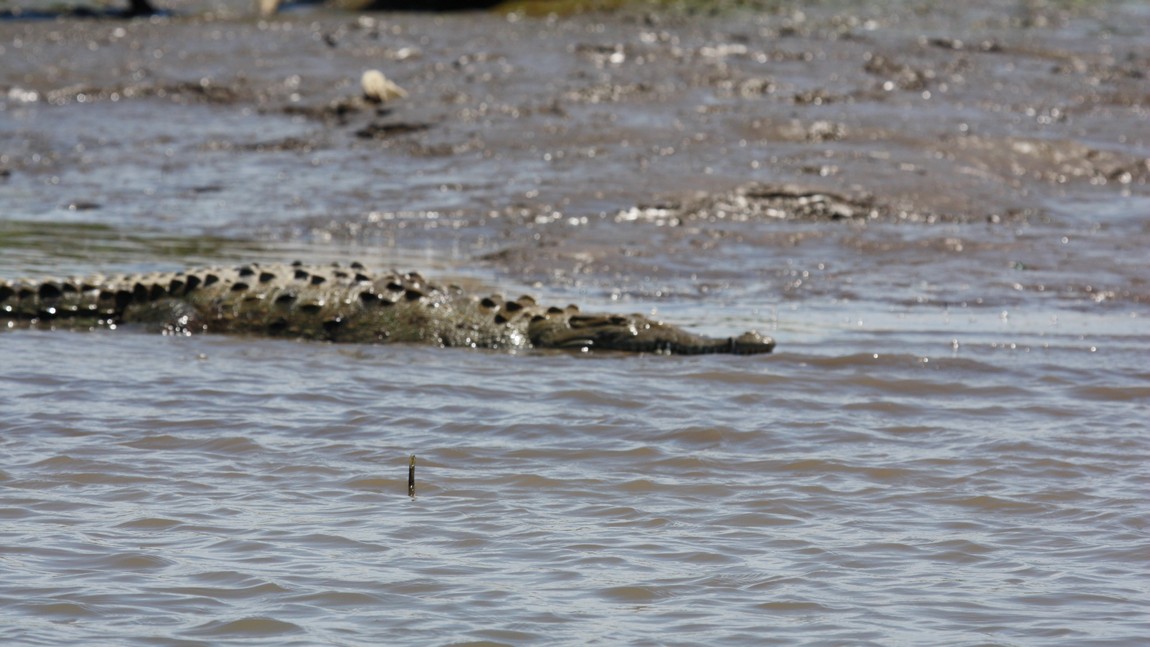 Crocodile on the Tarcoles River