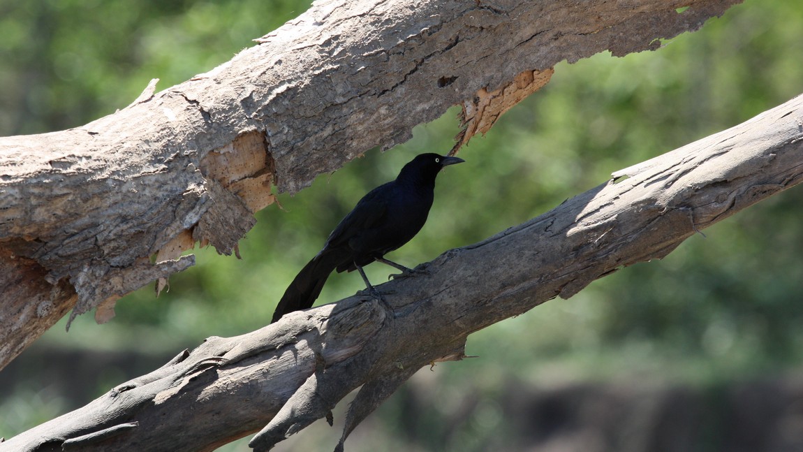 Blackbird near the Tarcoles River