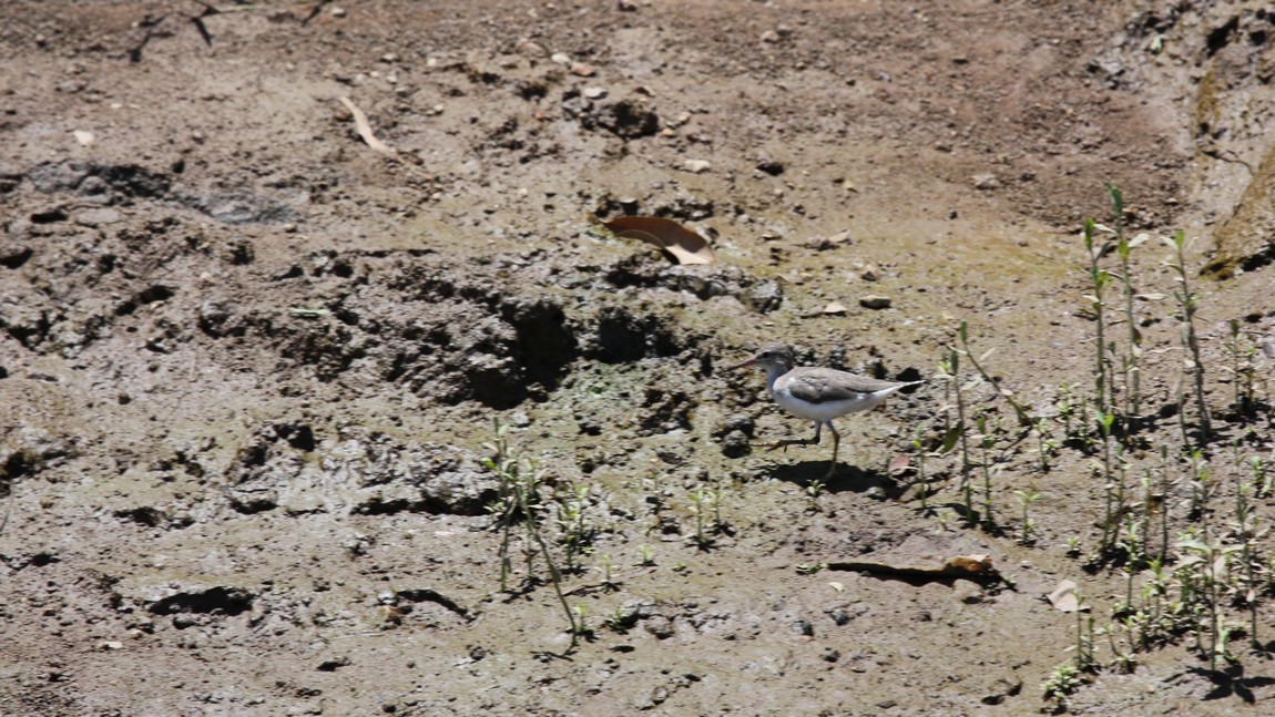 Another of the variety of birds