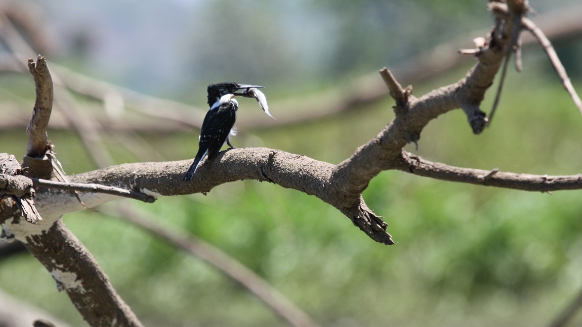 Small bird with a big fish