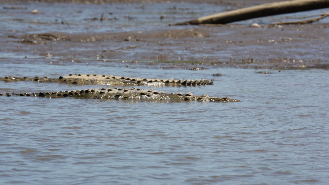 Crocodiles in the Tarcoles River