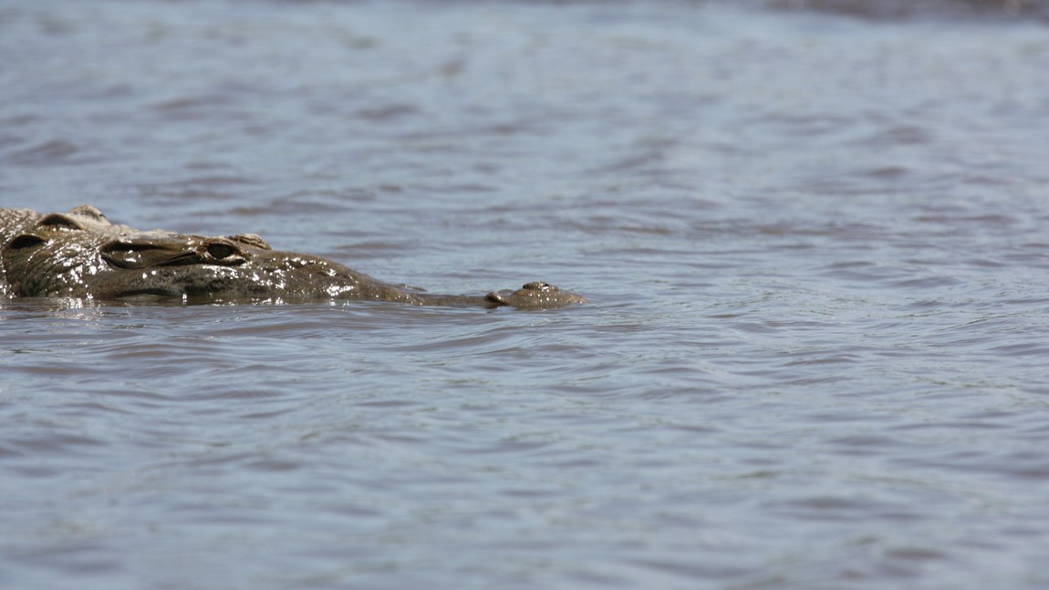 Crocodile in the Tarcoles River