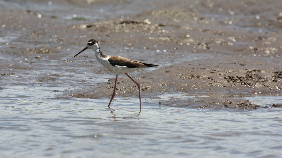Long legged bird doing some fishing