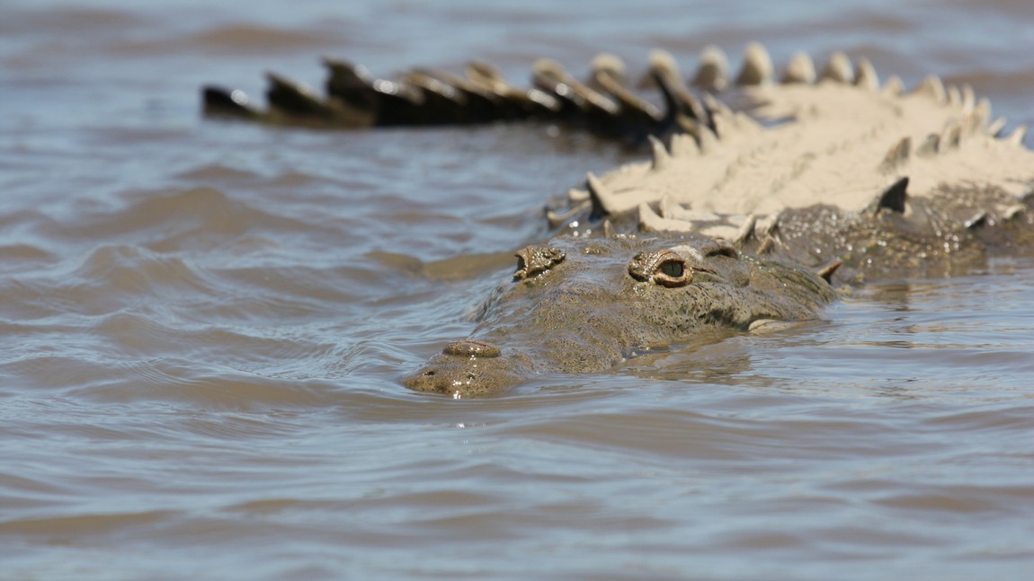 Crocodile in the Tarcoles River