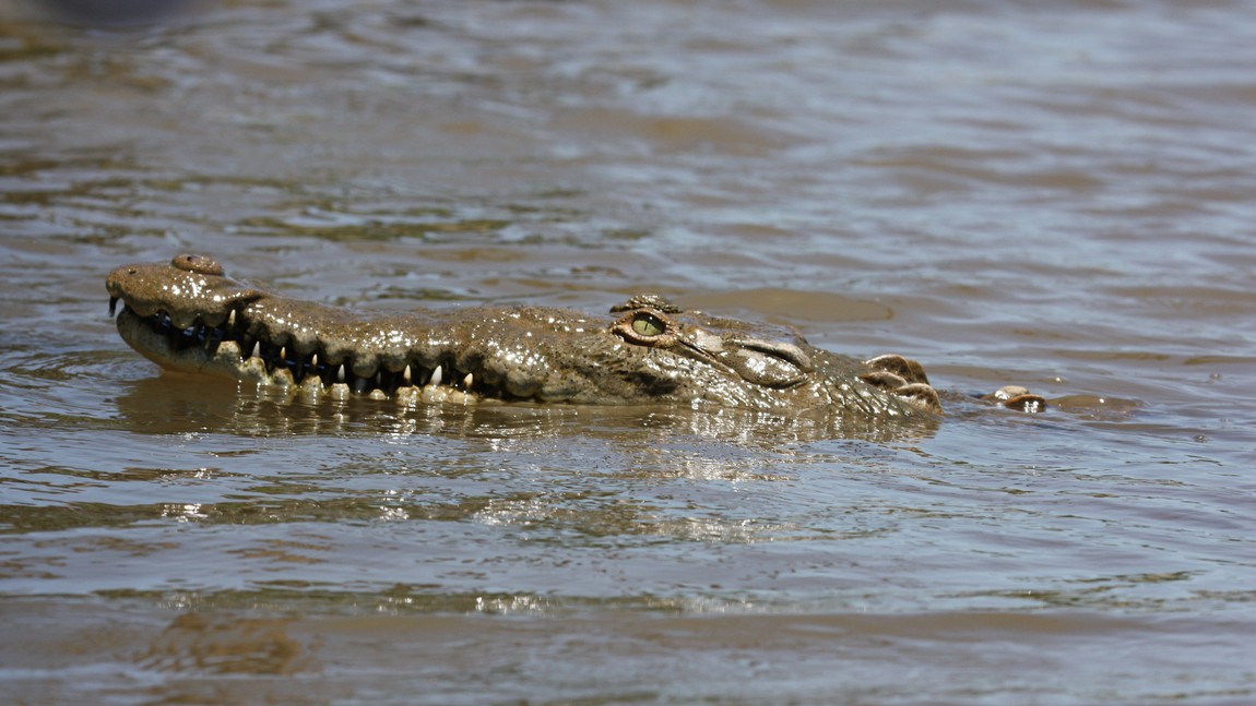 Crocodile in the Tarcoles River