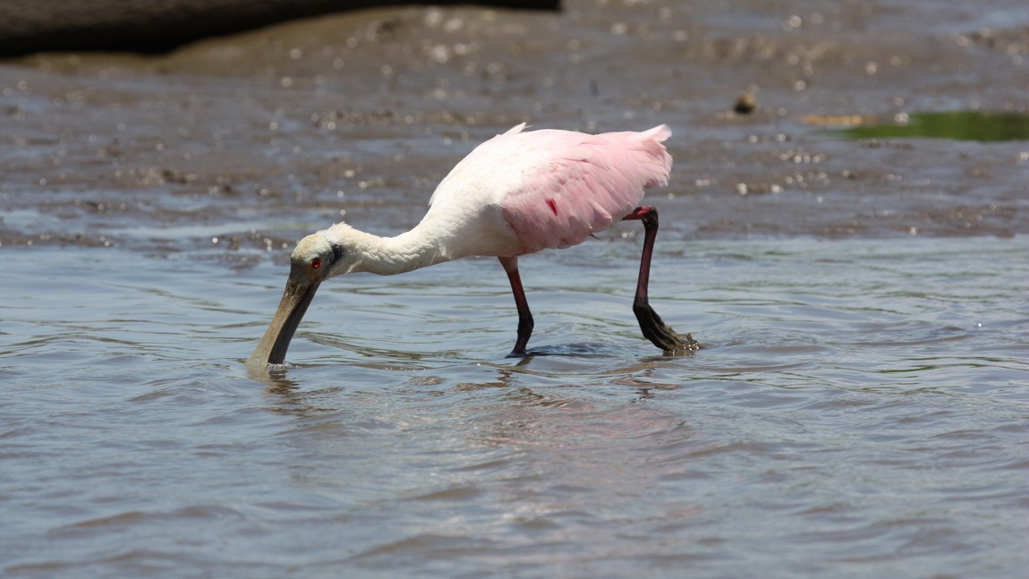 Pink Spoonbill in the Tarcoles River