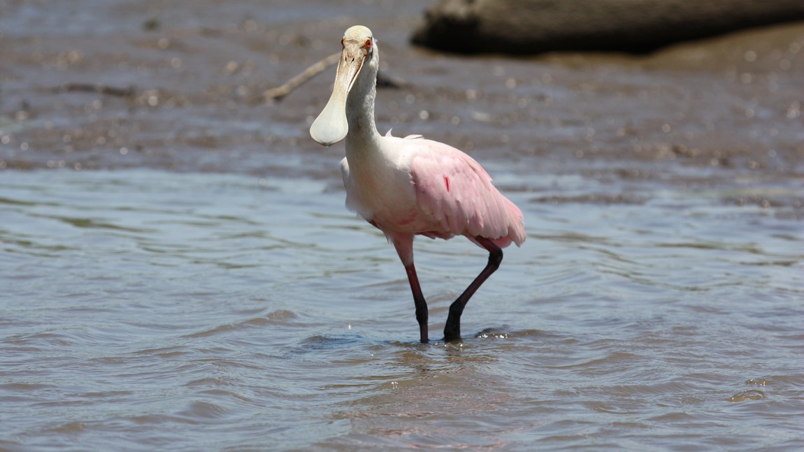 Pink Spoonbill in the Tarcoles River