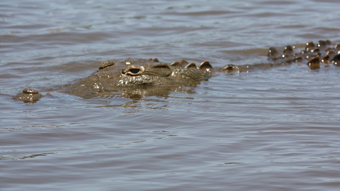 Crocodile in the Tarcoles River