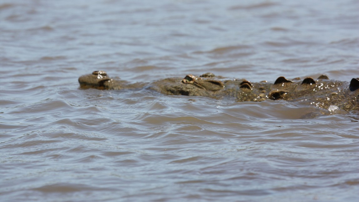 Crocodile in the Tarcoles River