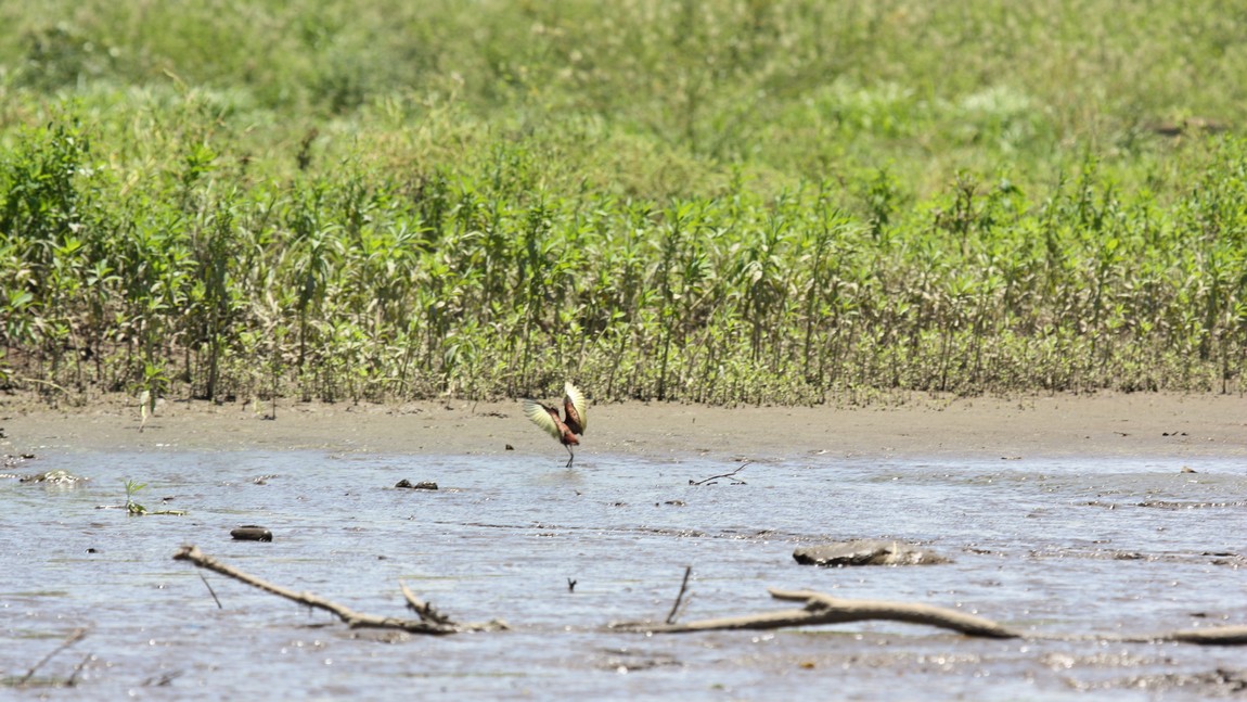 Bird near the Tarcoles River