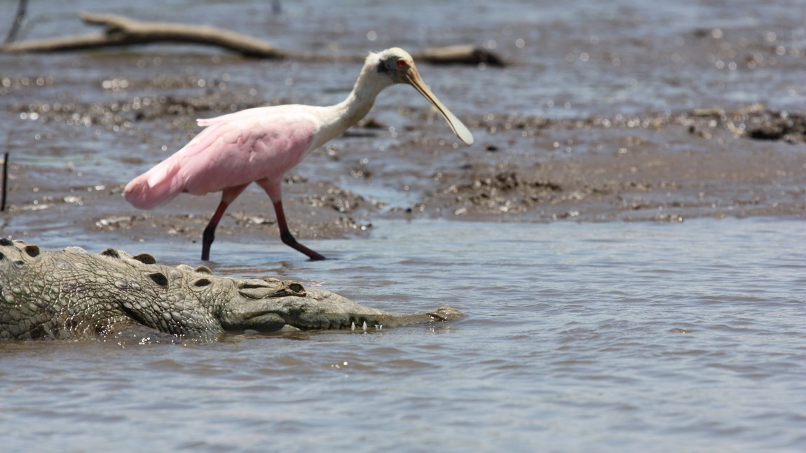 Spoonbill and Crocodile