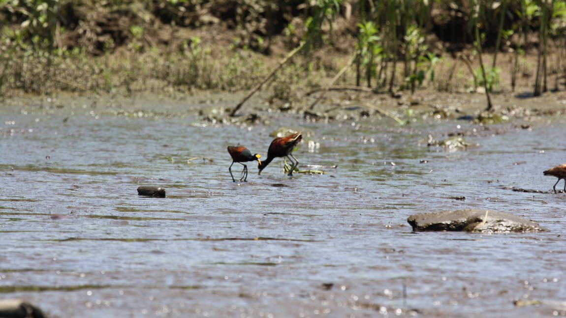 Pair of birds shopping