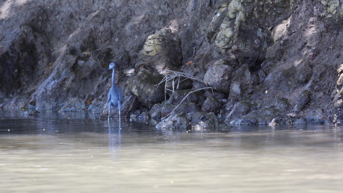 Another bird fishing