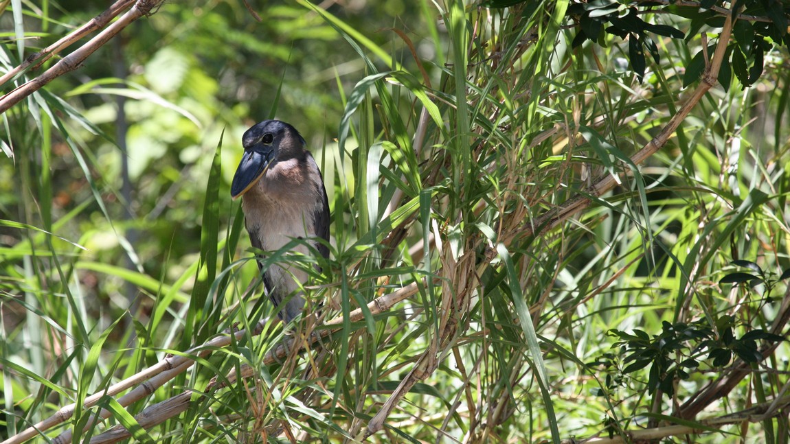 Kingfisher near the Tarcoles River