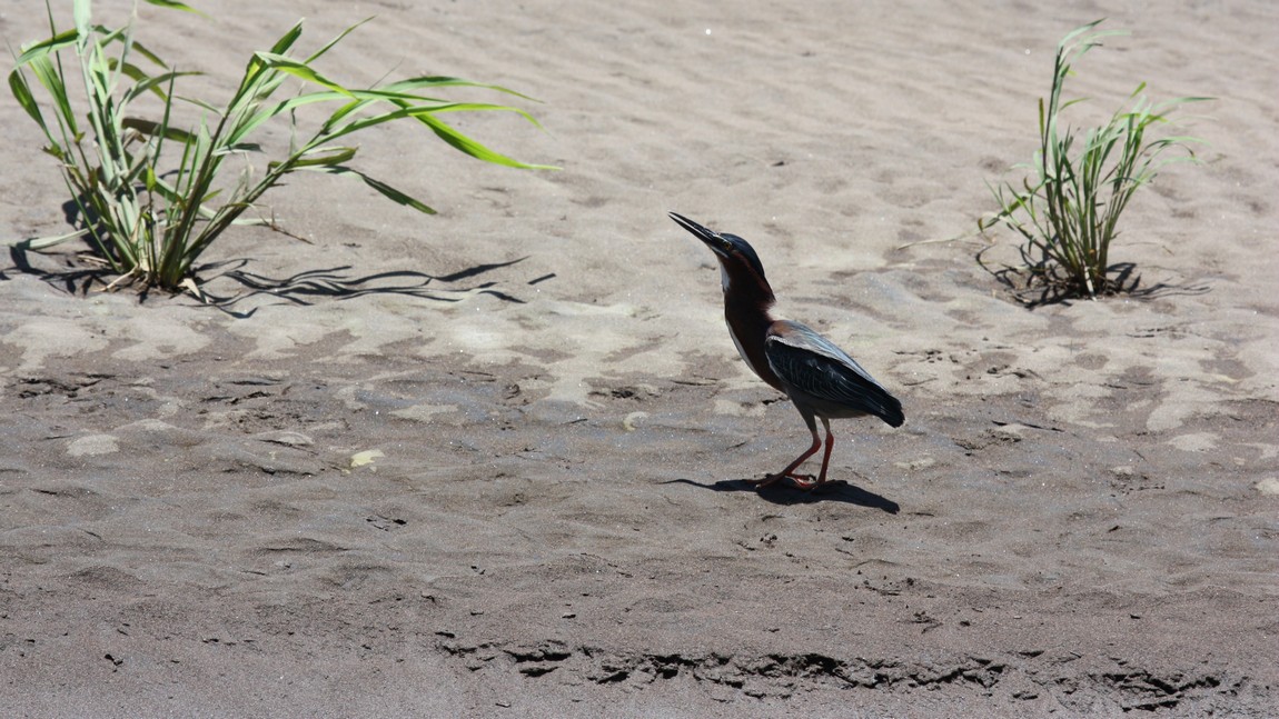 Bird on the side of the river