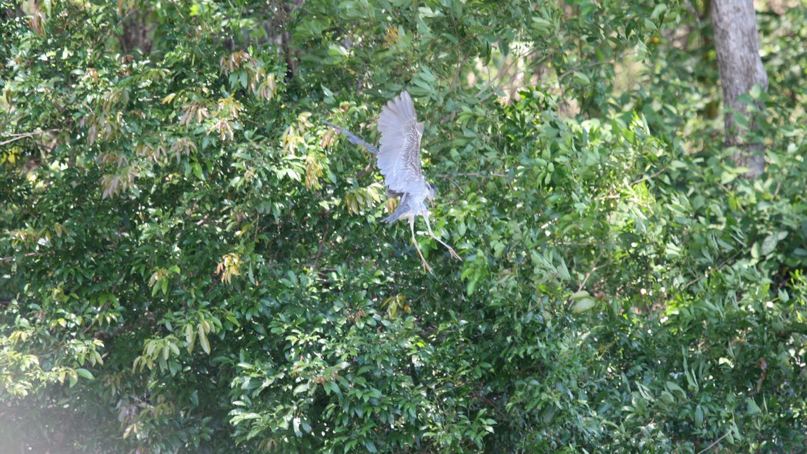 Big bird flying above the Tarcoles River