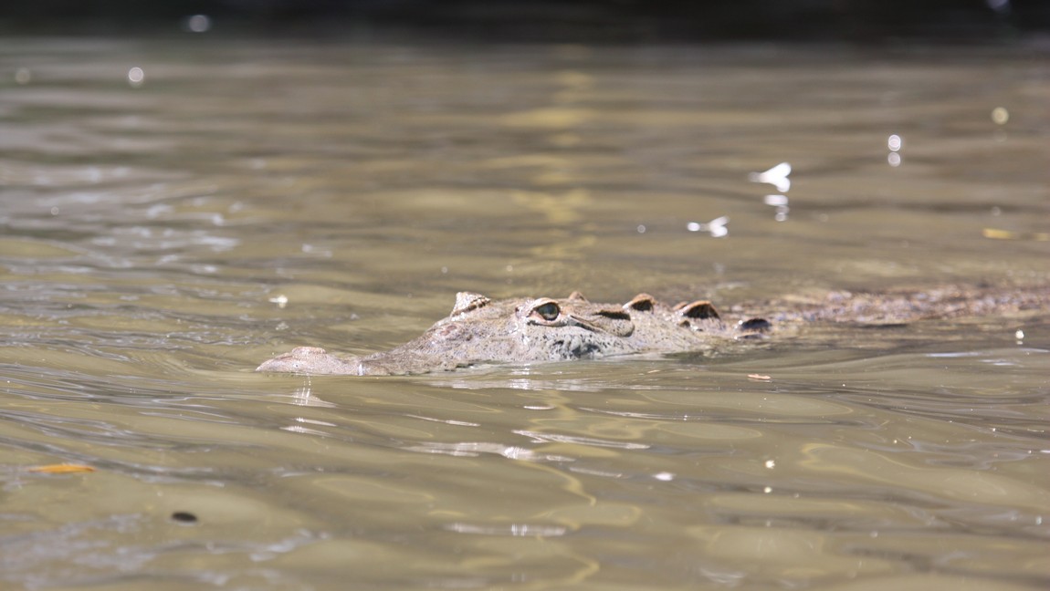 Crocodile in the Tarcoles River