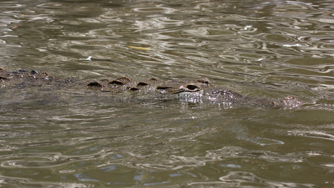 Crocodile in the Tarcoles River