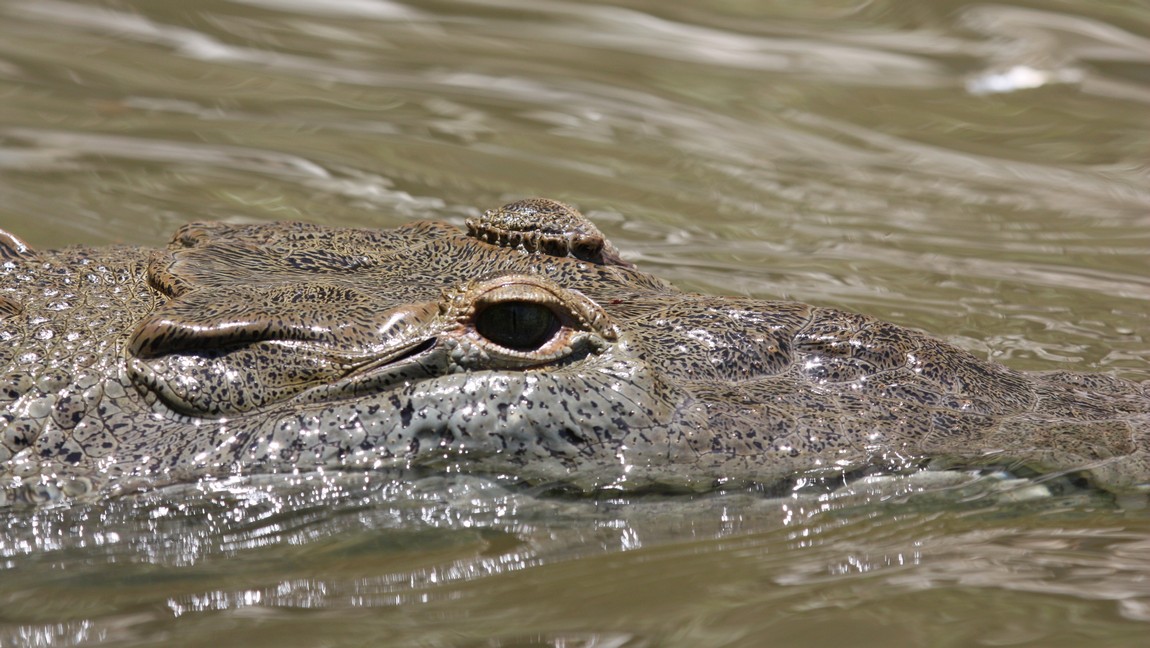 Crocodile in the Tarcoles River