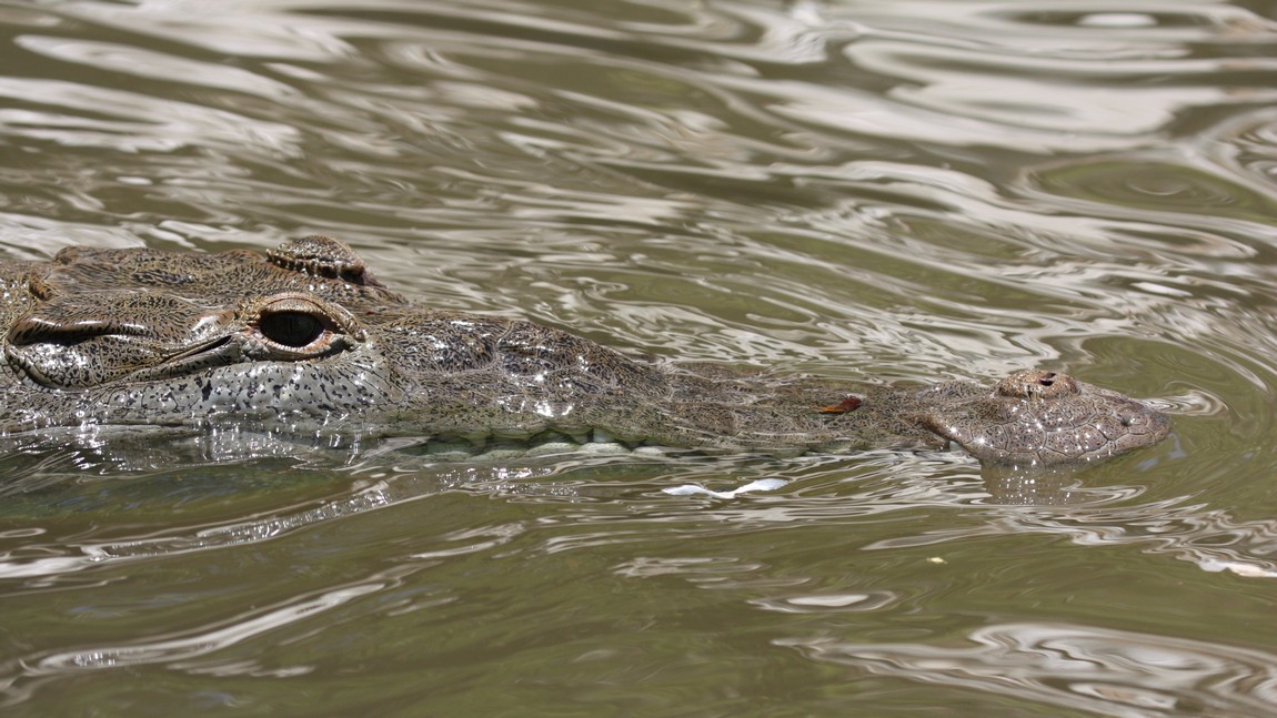 Crocodile in the Tarcoles River