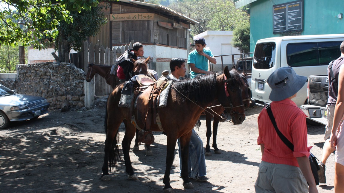Donkeys for rent