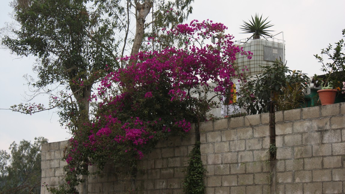 Flowering bush