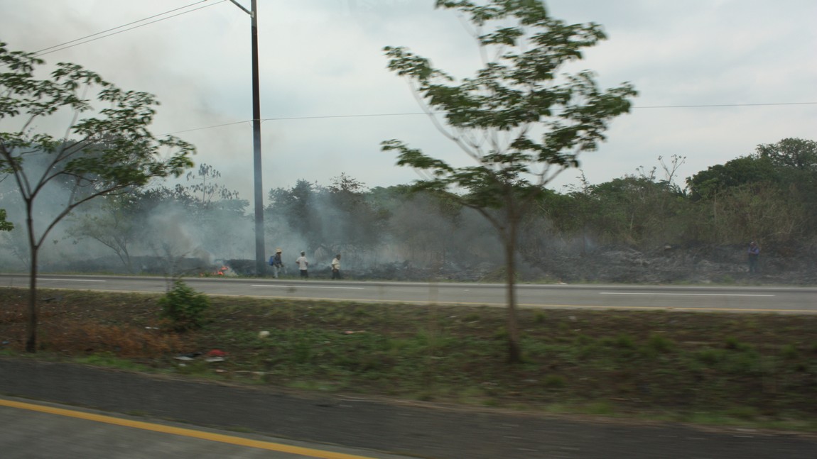 Slash and burn agriculture