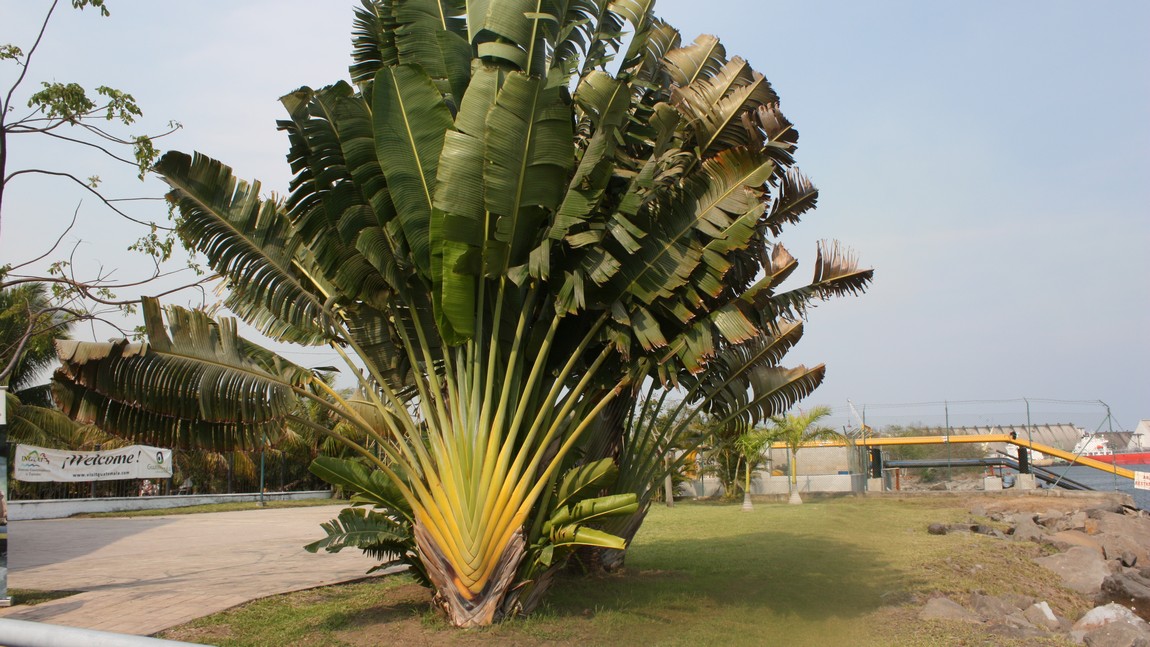 Nice fan tree