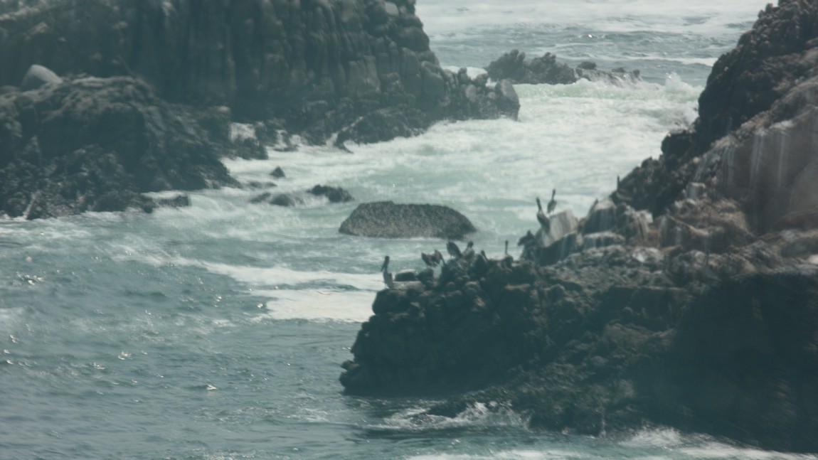 Plenty of birds