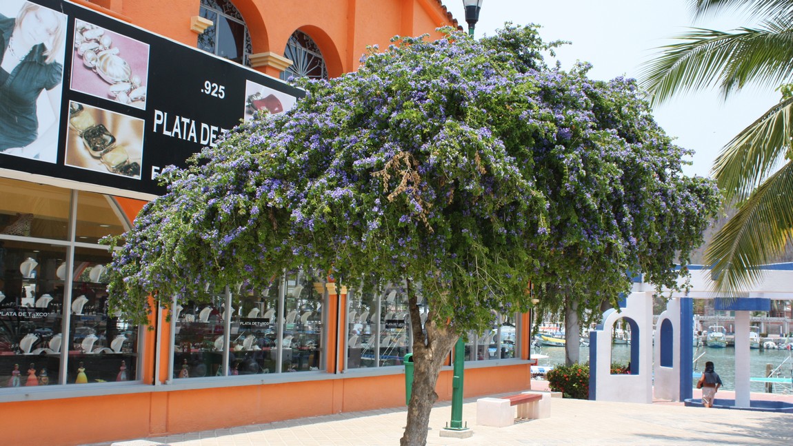 Nice flowering tree