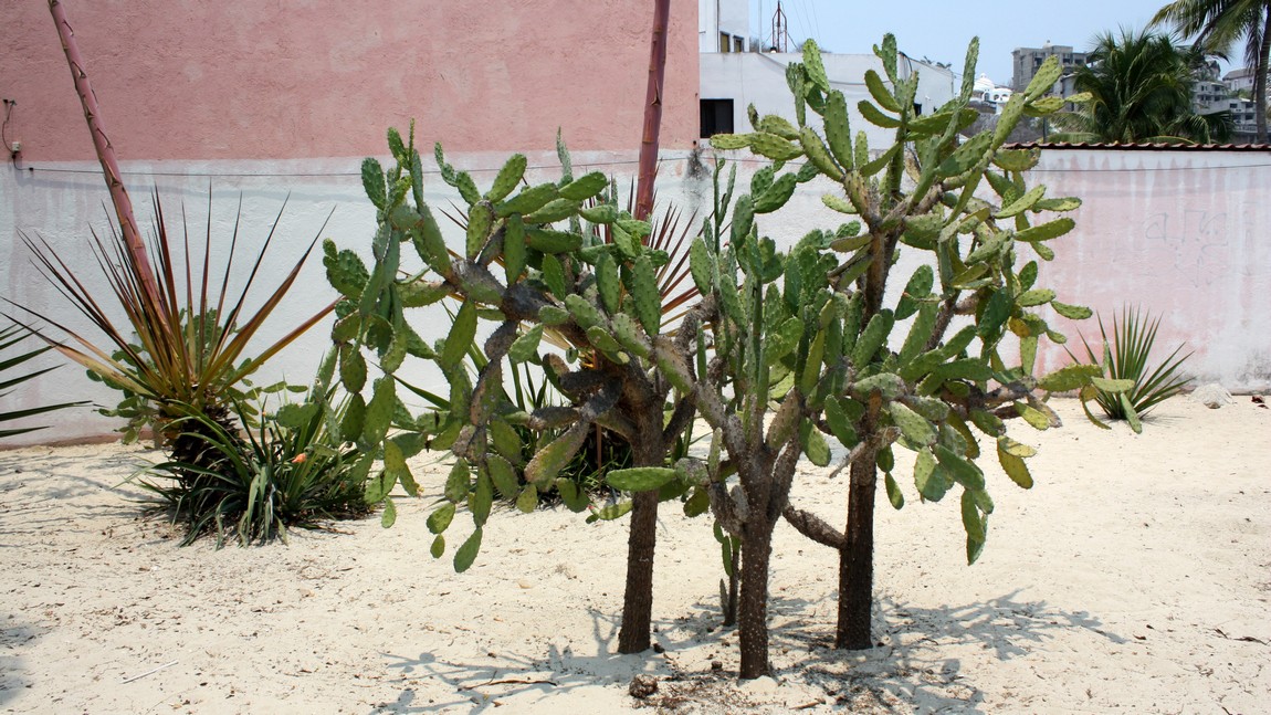Cactus plants