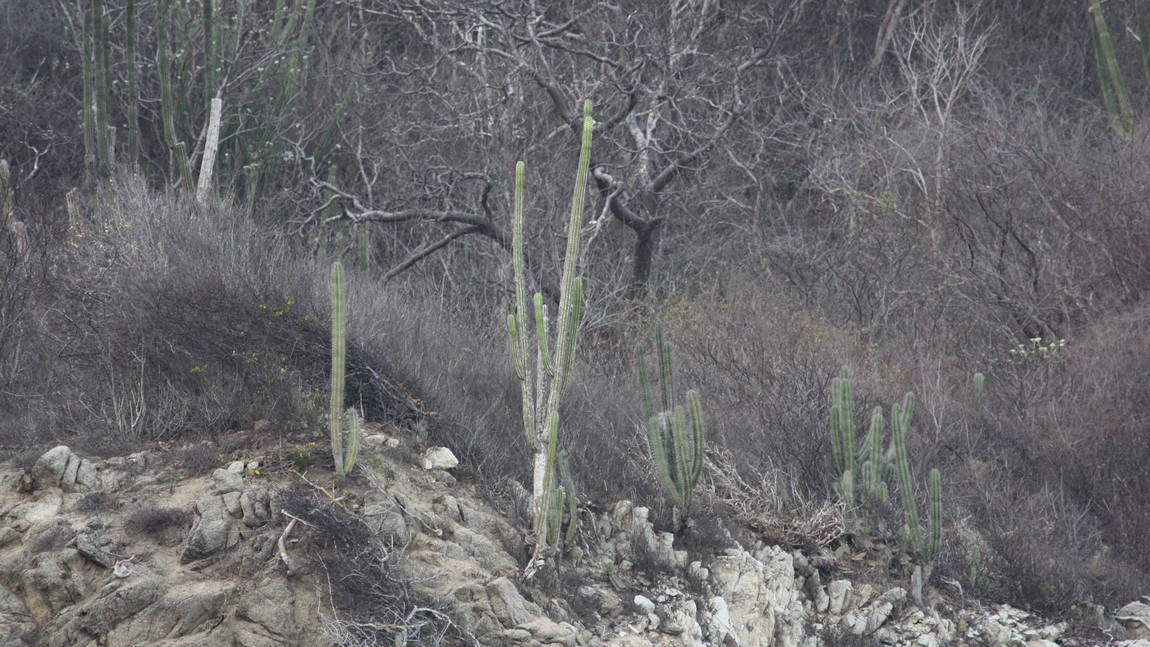 Tall cacti