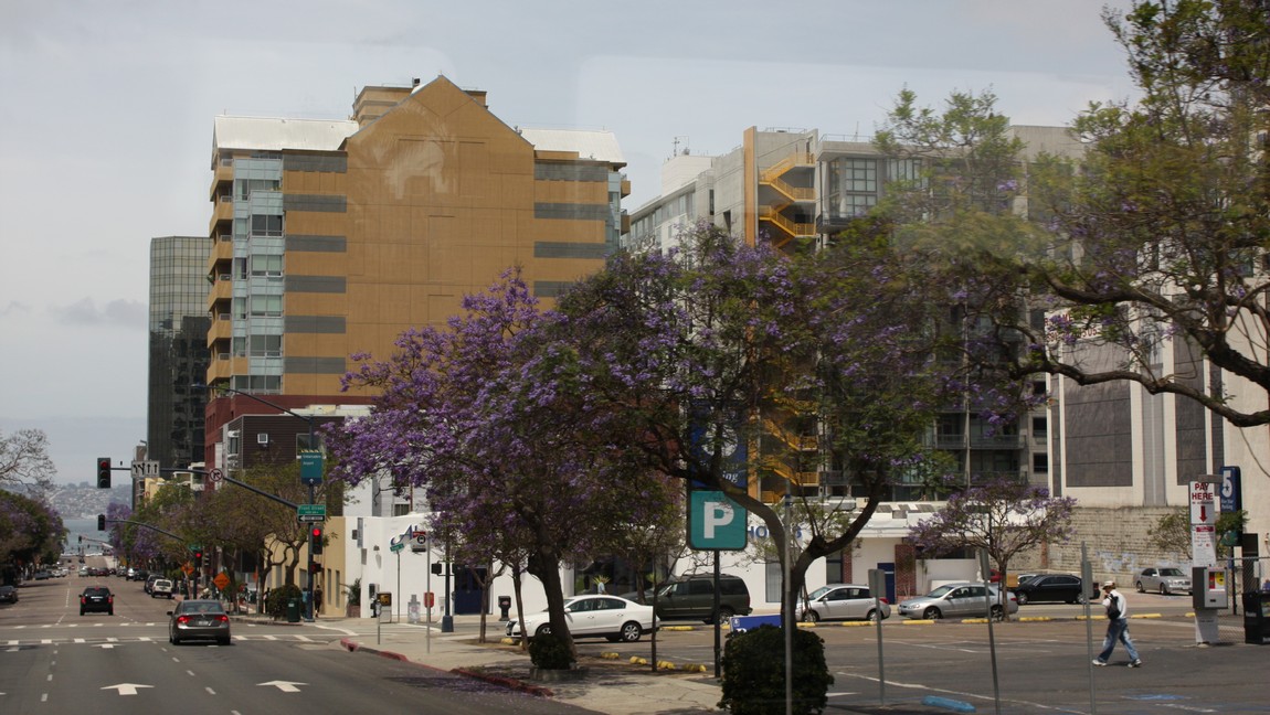 Lined with nice purple flowering trees