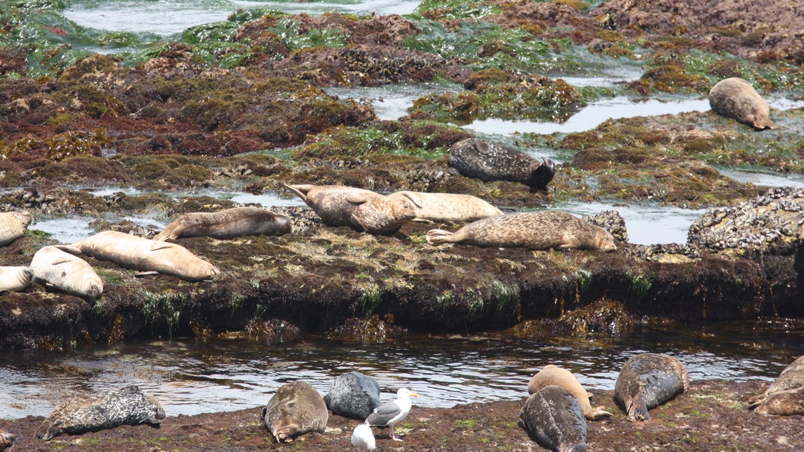 Seal Rock in La Jolla