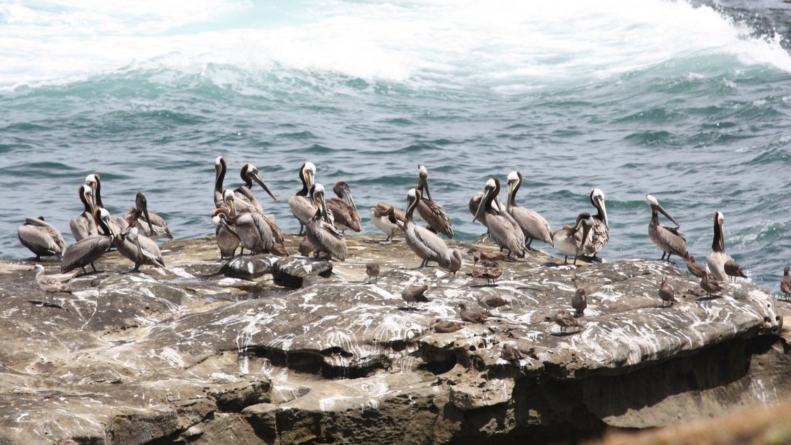 Birds on Seal Rock