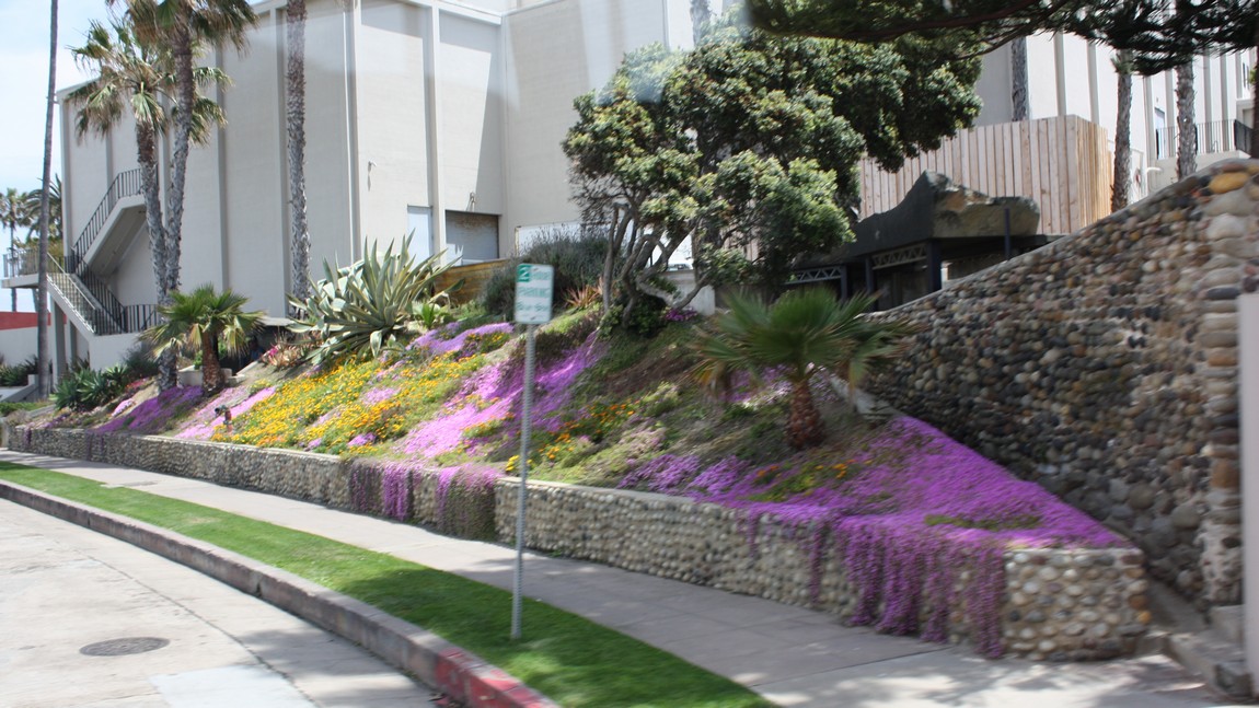Purple flowers in La Jolla