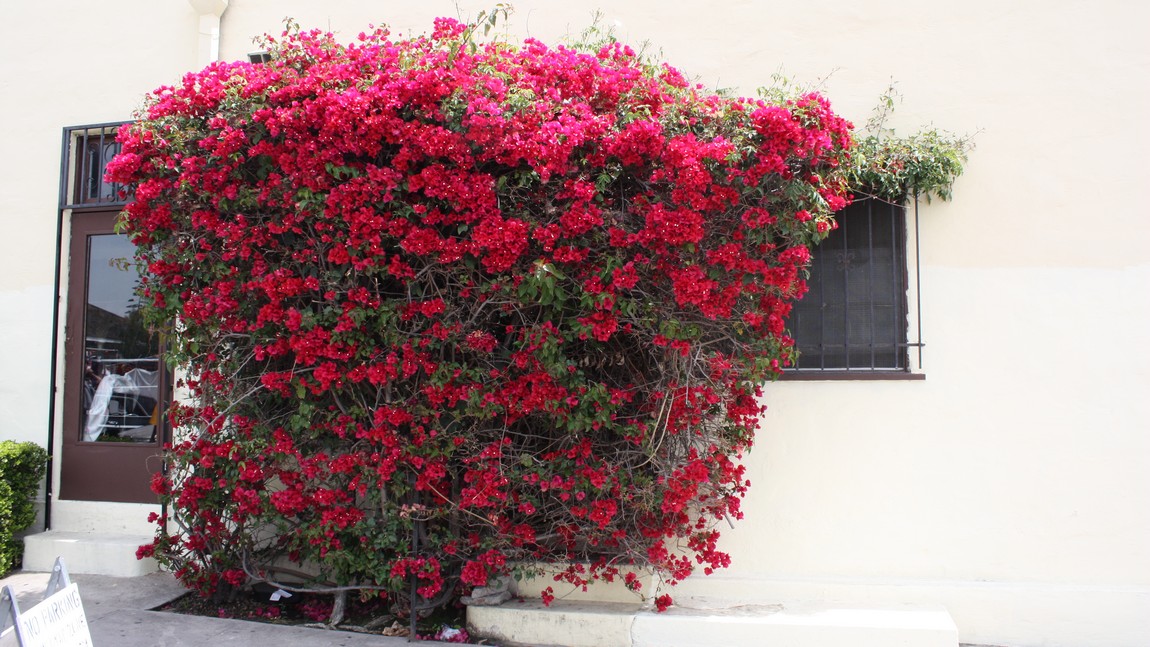 Red flower bush