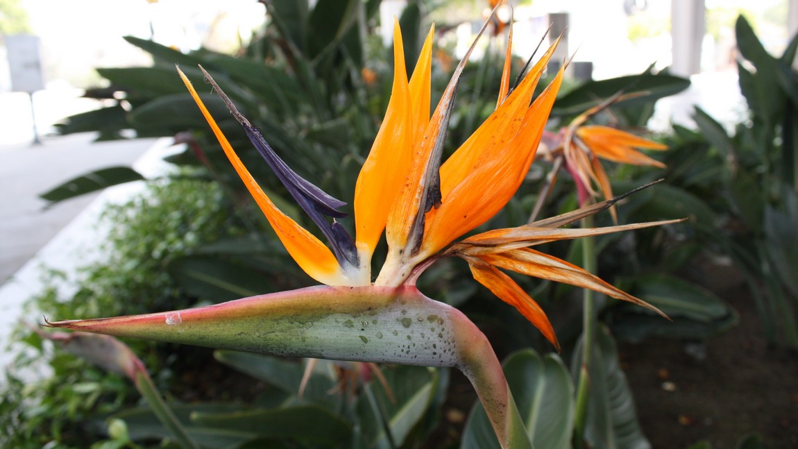 Bird of Paradise flower