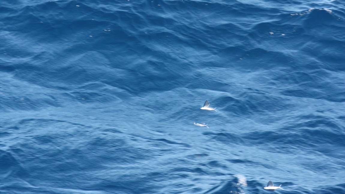 Flying fish