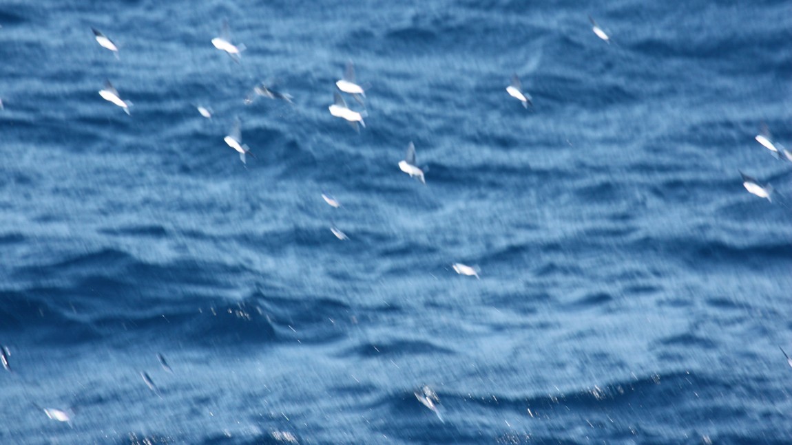 Flying fish
