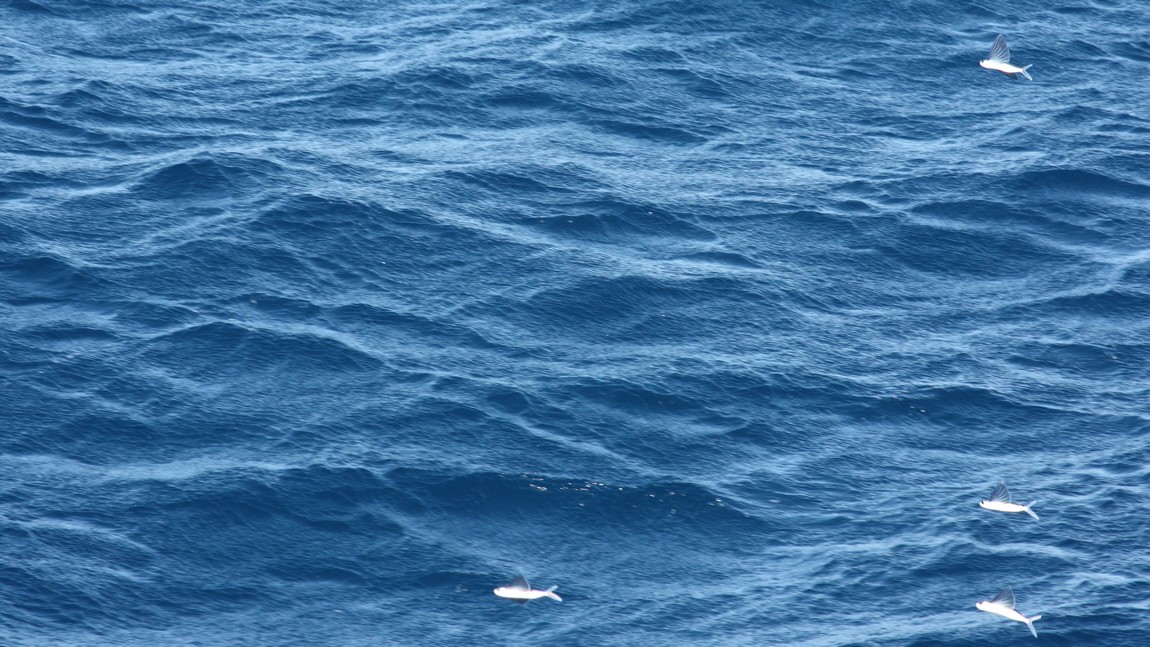 Flying fish