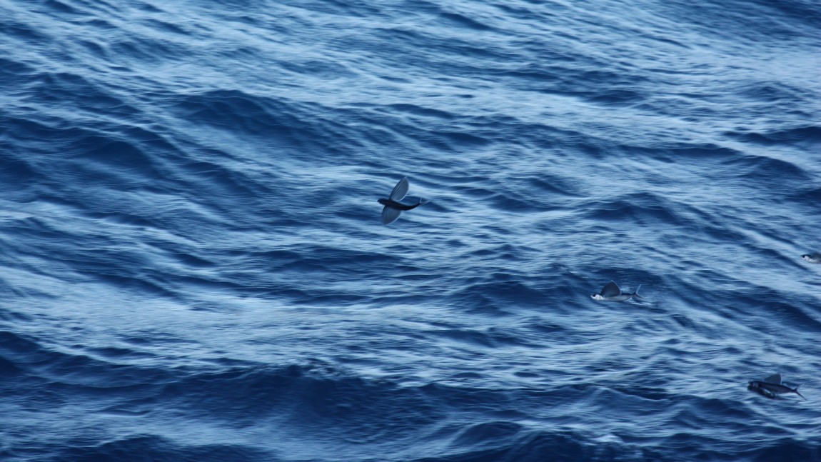 Flying fish