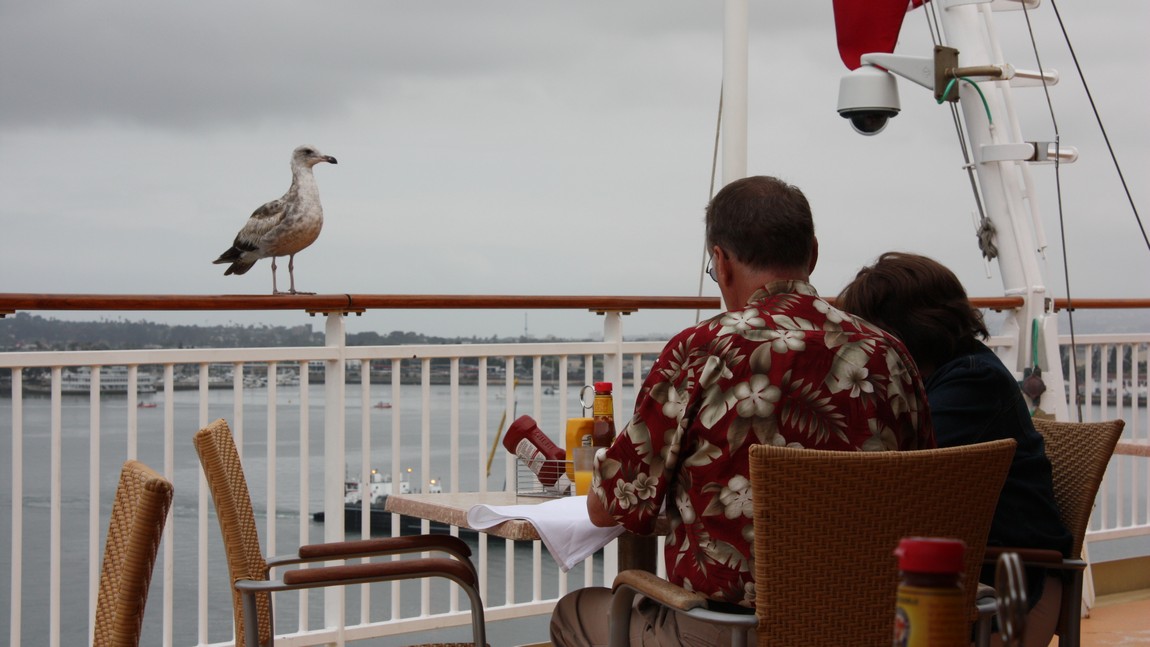 Seagull seeking handouts