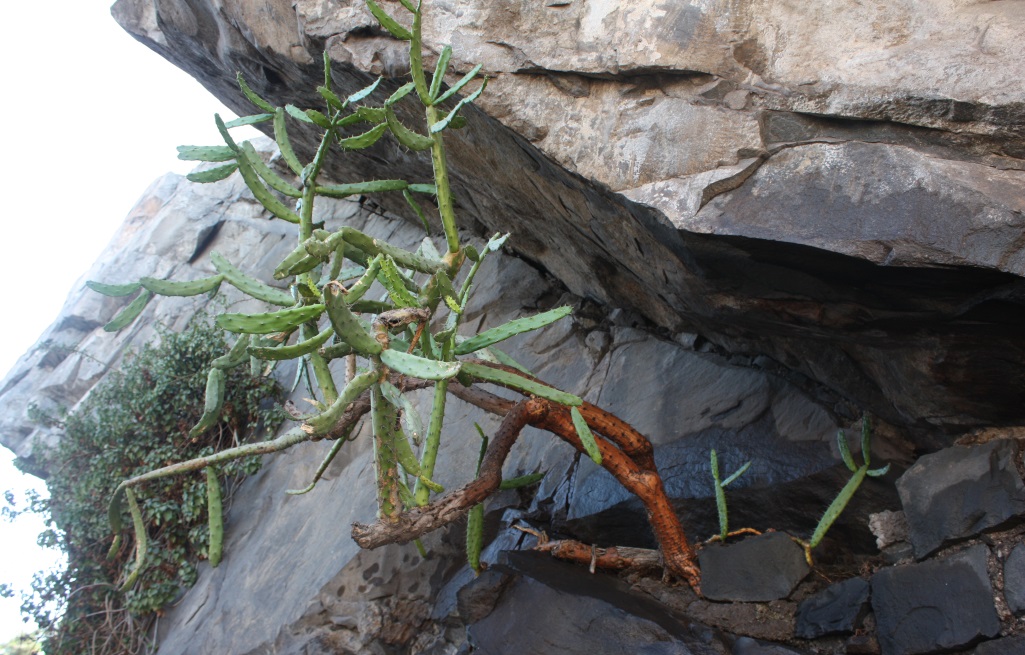 Cactus growing among the rocks of Santa Lucia Hill
