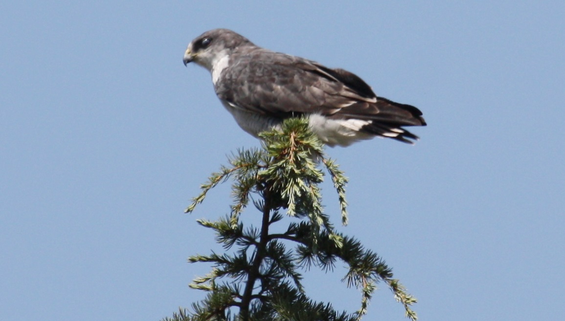 Predatory bird at Metropolitan Park