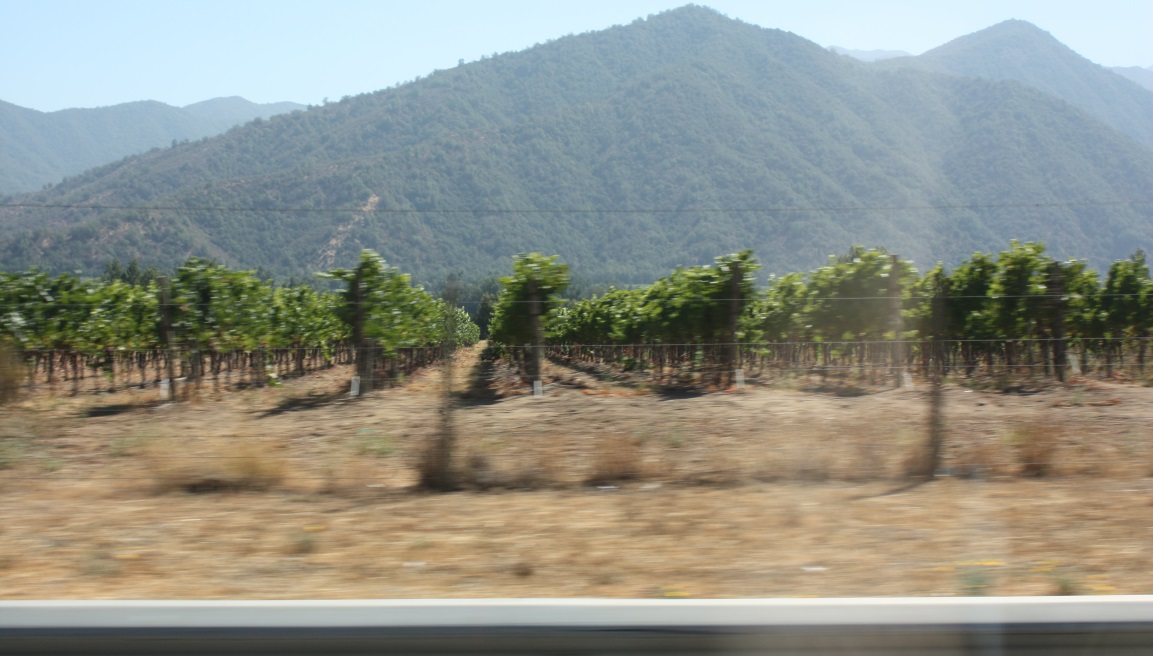 Veramonte vineyard in Casablanca