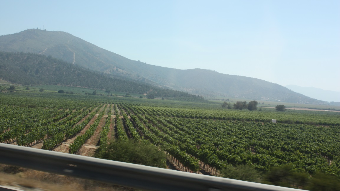 More vineyards Northwest of Casablanca