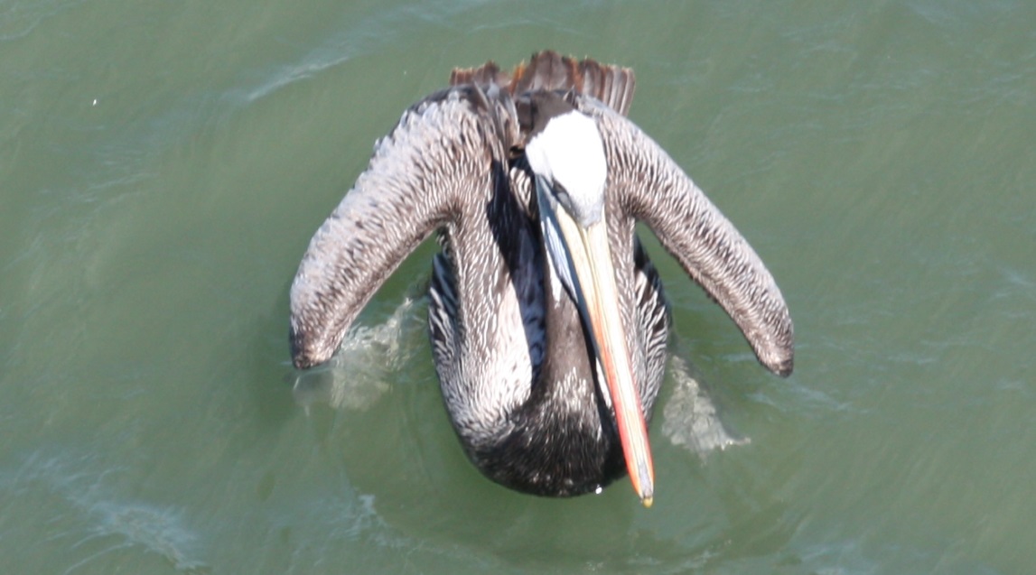 Pelican trying to stay cool