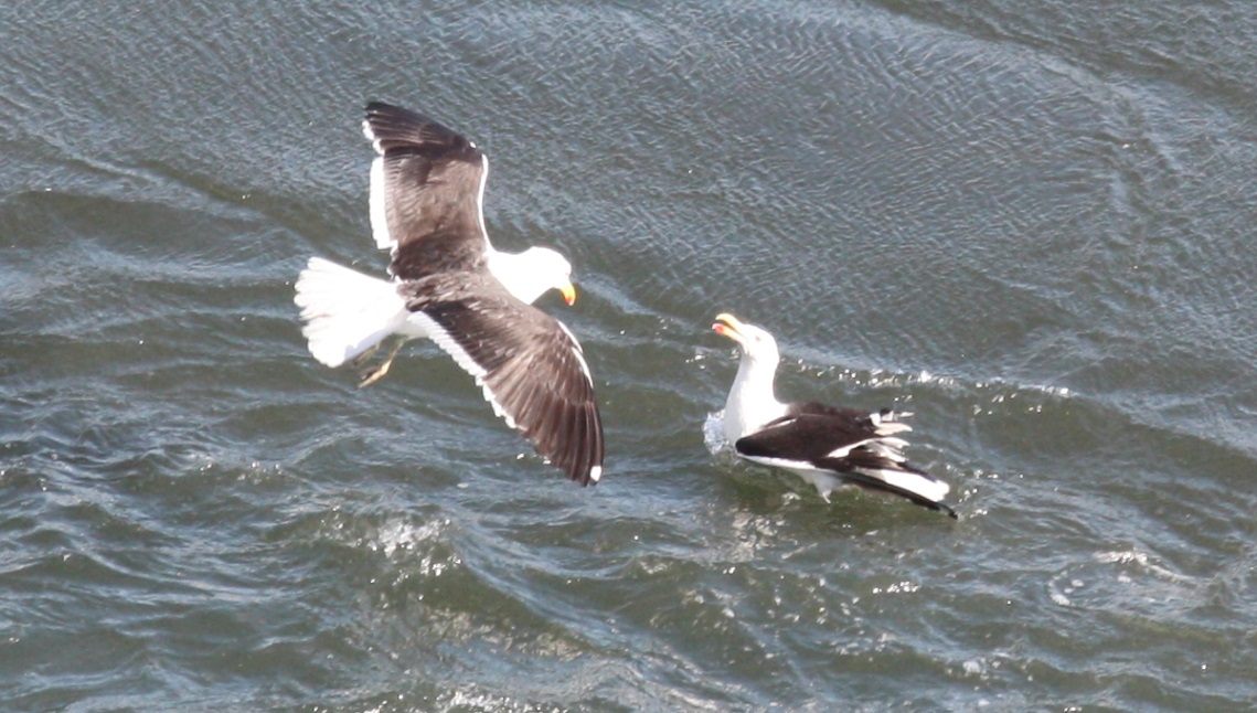Large sea birds