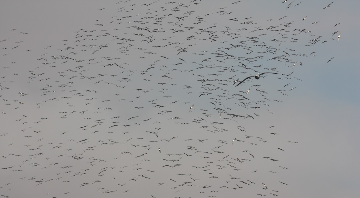 Birds in flight